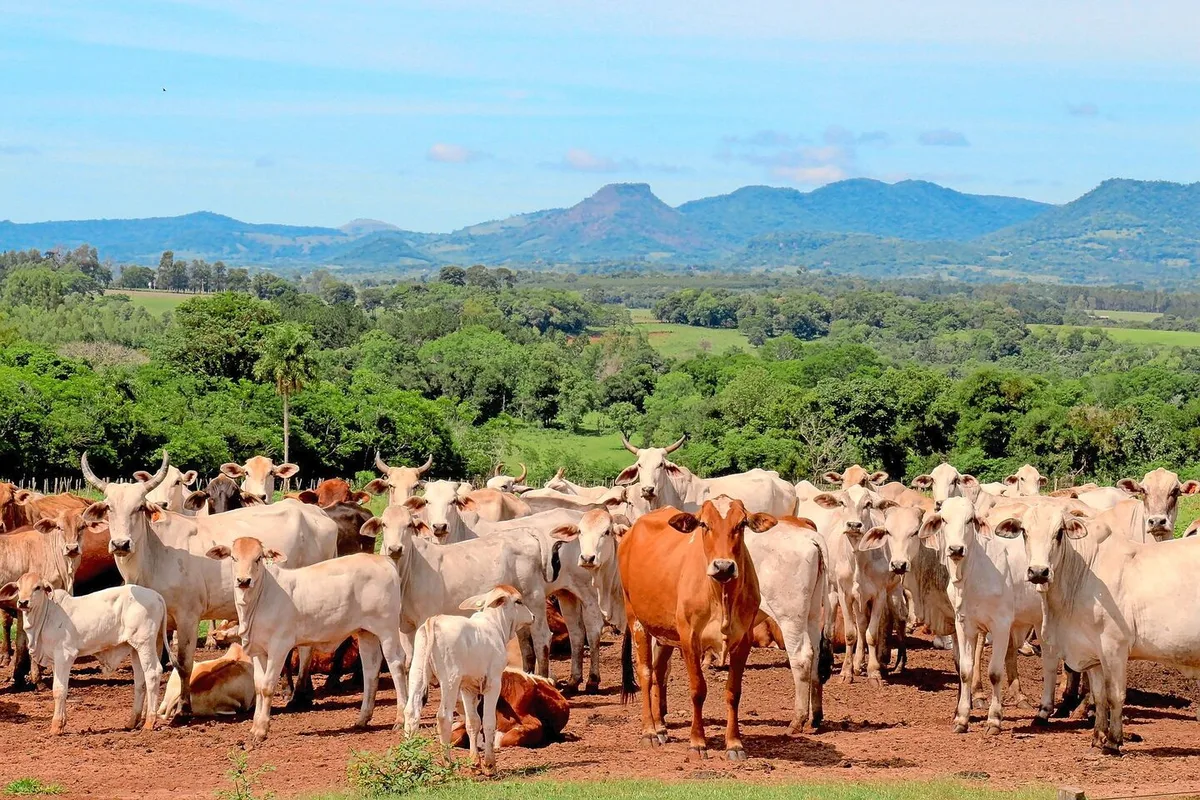 62ef93954d5cb122d135e7c2a7955659ee053604f1694bc3a68db64d624005e7 Eine Rinderherde in Paraguay: Das Land gehört wie Brasilien, Argentinien und Uruguay zu den Mercosur-Märkten.