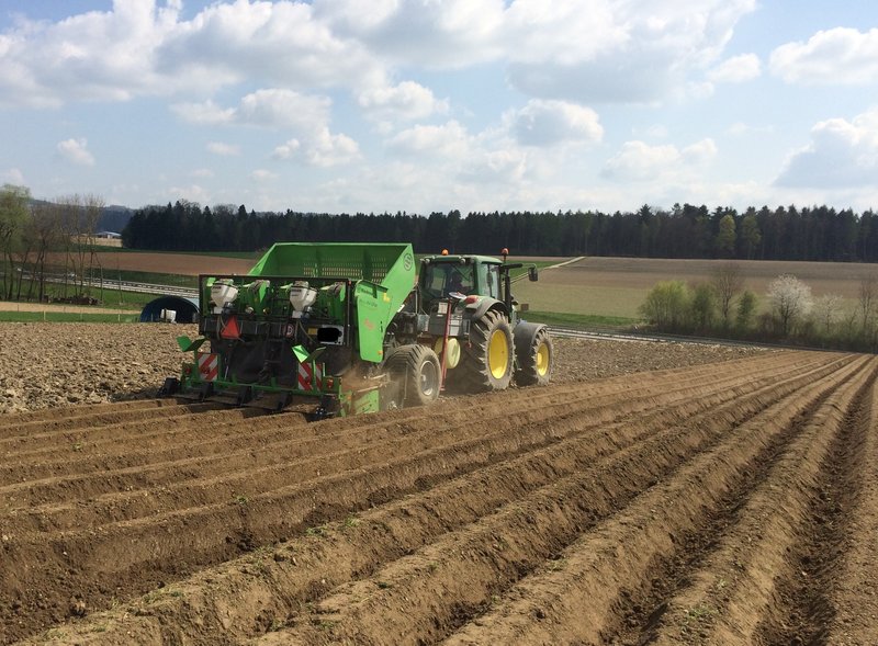 Swisspatat betont, Kartoffelproduzenten müssten ihren Anbau an den Abnehmer-Verträgen ausrichten. Besonders angesichts der vollen Lager mit Tiefkühl-Pommes-Frites. (Bild David Perler, Inforama Zollikofen)