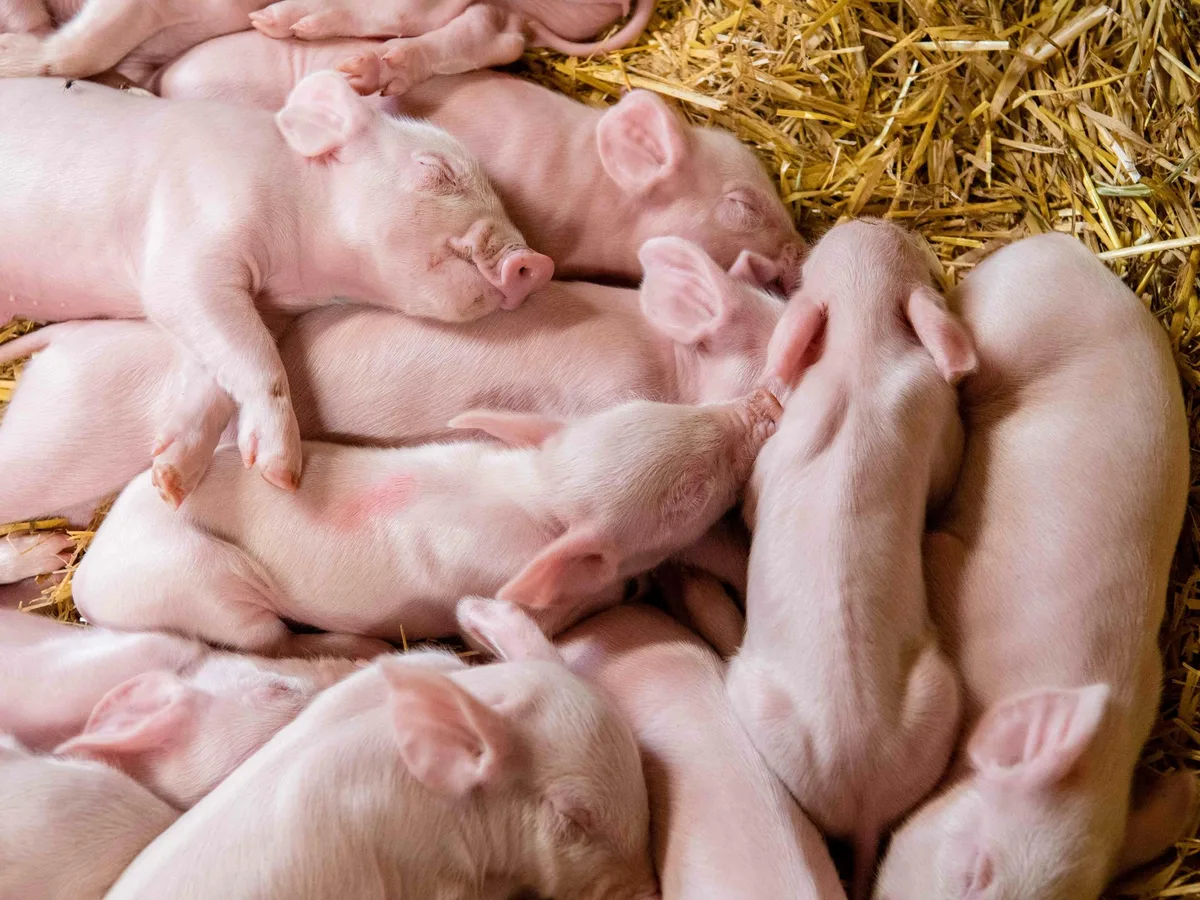 Jetzt gibt es ein Handbuch für die tierfreundliche und umweltschonende Schweinehaltung