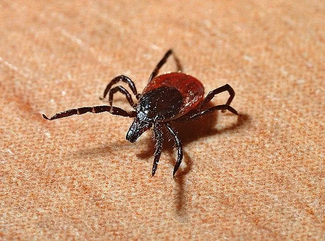 Problem: Zecken fühlen sich an immer mehr Orten wohl. (Bild Pixabay)