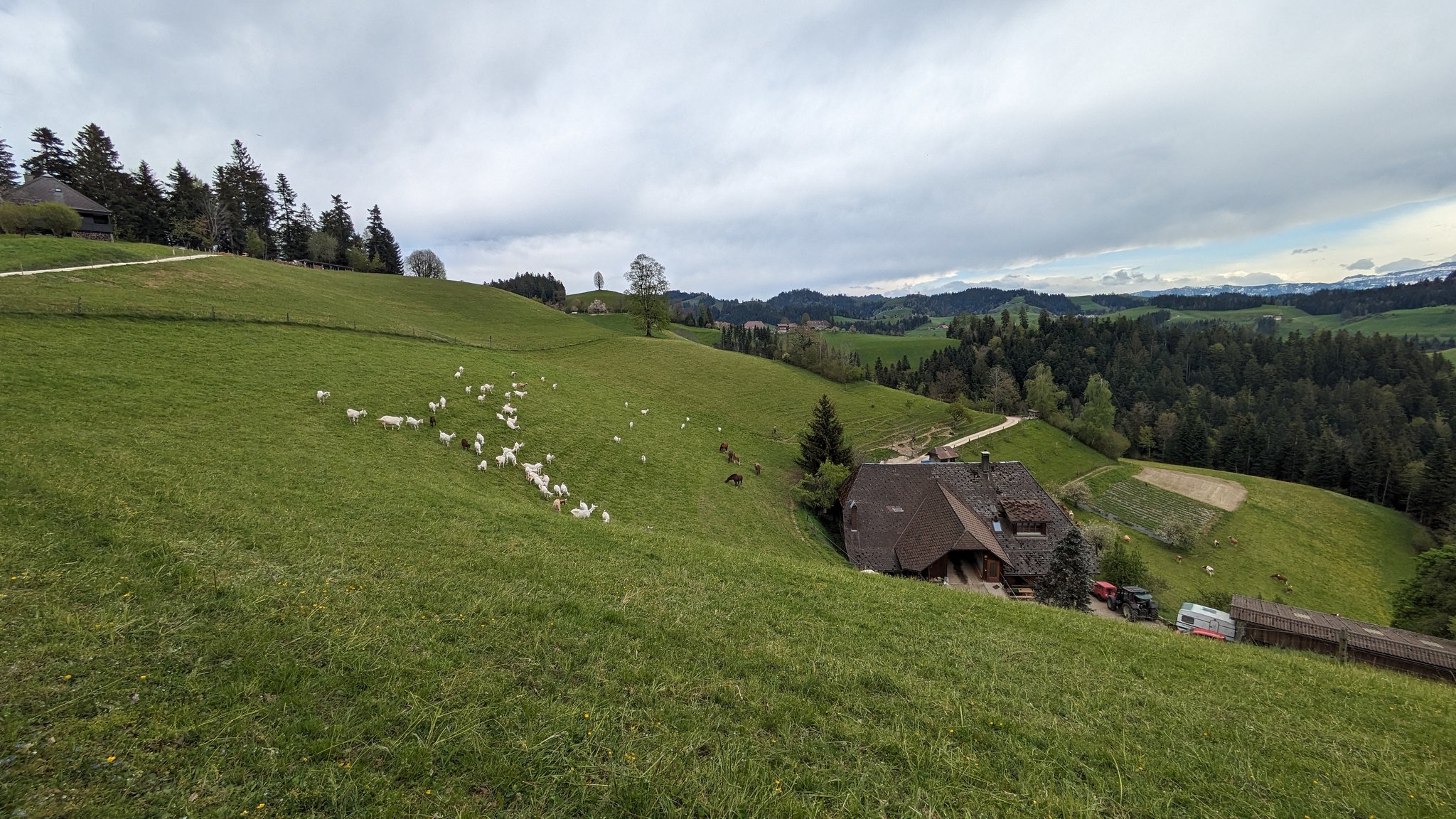 Wie gehe ich mit Weideresten um?