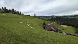 Steiles Land heisst auch dieses Jahr nicht automatisch überständige Weiden, wie dieser Betrieb mit Milchziegen und Milchkühen im Emmental beweist.