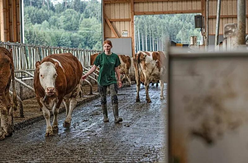 Chiara, Betriebshelferin des Maschinenrings Tettnang, bei der Stallarbeit. (Bild SWR/Timo Jaworr)