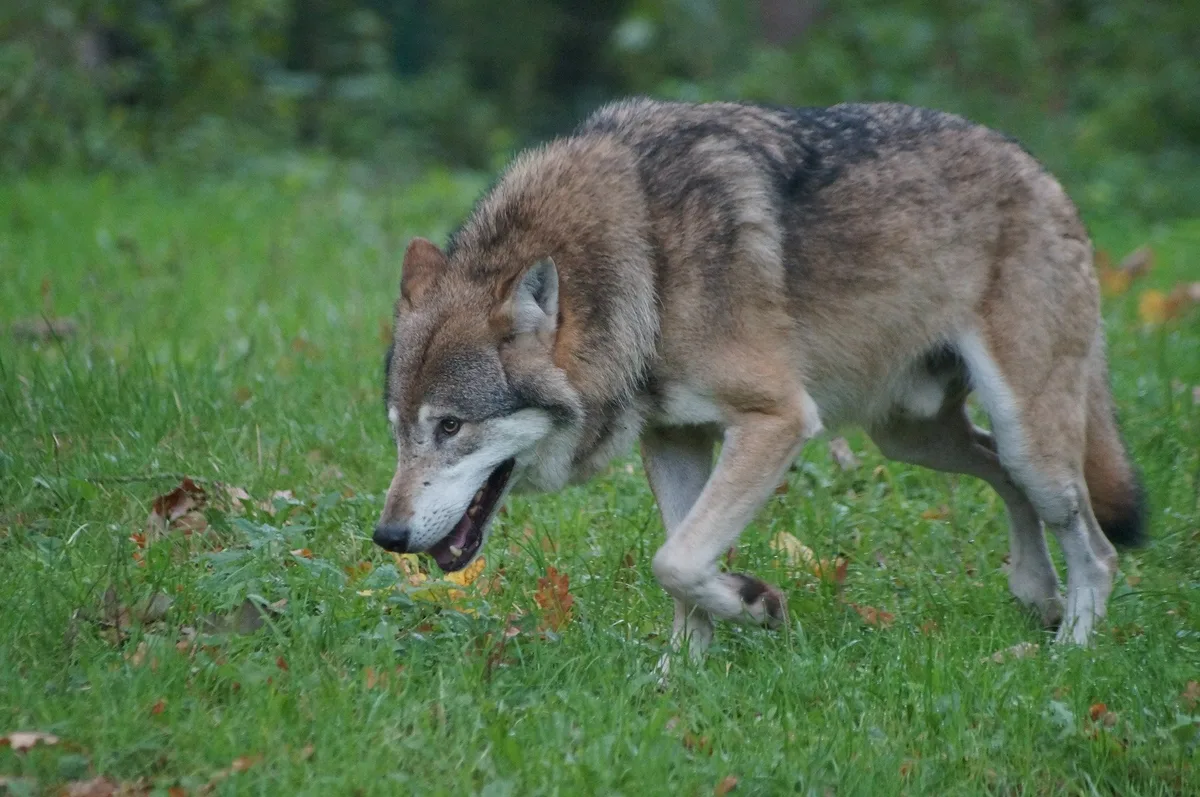 wolf-herbst «Es braucht gesunde Wolfsbestände im ganzen Alpenraum»