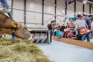 «Schnell angewöhnt»: Lussis Kühe frassen in der Messehalle unter Beobachtung. (Bilder Messe Luzern)