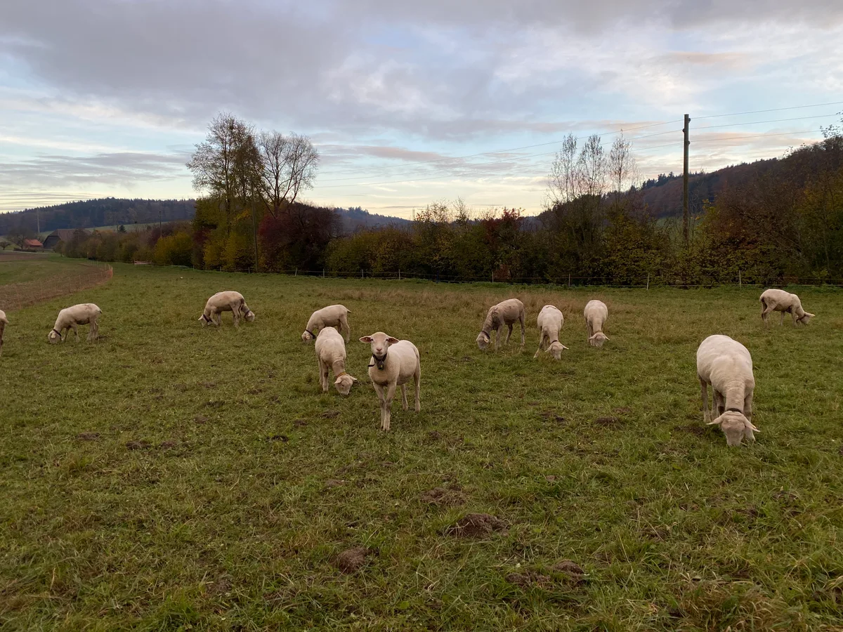 Schafe auf der Weide Schafe auf der Weide: In den untersten 6 cm des Grasbestandes hat es die meisten Parasiten.