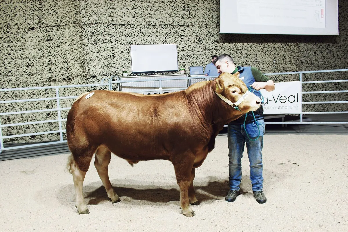 Nicht nur schön, sondern auch mit ausgezeichnetem Charakter überzeugte der Champion der Limousin, Burris Cyril, der seinem neuen Besitzer 7600 Franken wert war.