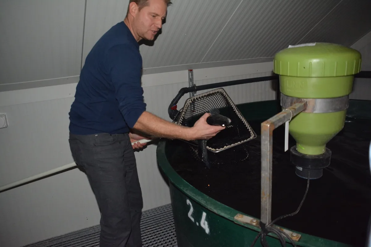 Christian Steiger mit einem schlachtreifen Zander in der Fischmastanlage Chapf in Büron. (Bild js)