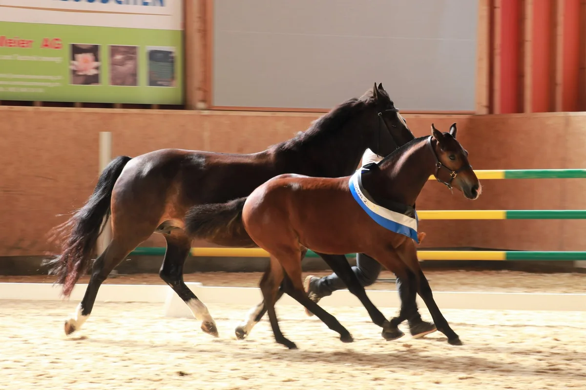 1_ruebelilandchampion Nia vom Fürberg wird Rüeblilandchampion 2021