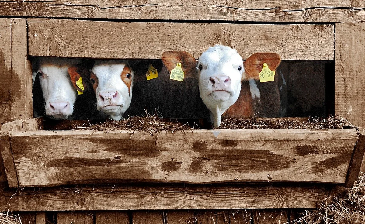 bc703637b4d86898b97ea5e73a7db6b94d2e6ab2 Der Landwirt soll neun positiv auf das BVD-Virus getestete Kälber über den Viehhandel an Betriebe in den Kantonen Schaffhausen, St.Gallen, Graubünden und Zürich verkauft haben. (Bild Pixabay)
