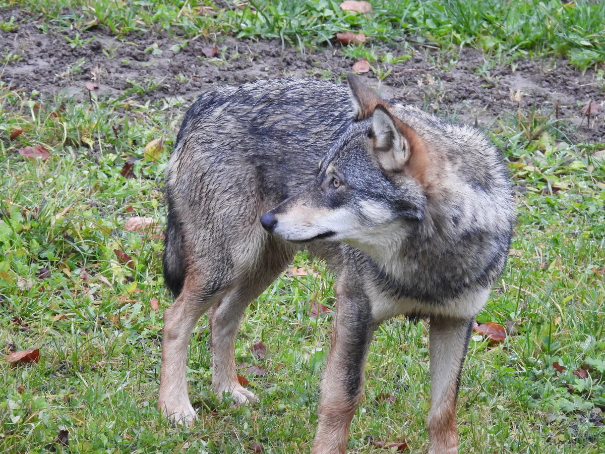 wolf-bl Erste Wolf-Sichtung in Basel-Land