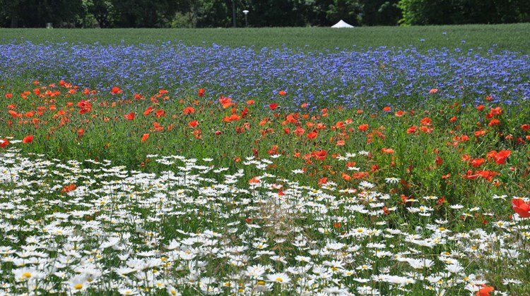 Die Agarflächen mit hohem Naturschutzwert unterstützen die Erhaltung von Biodiversität und erfüllten wichtige Aufgaben fürs Ökosystem. (Symbolbild BauZ)