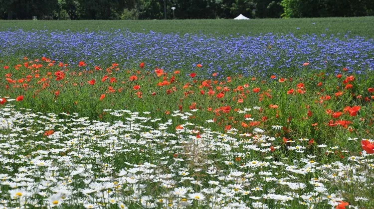 389bfa32f687c05f00478baa254e18494823391a Die Agarflächen mit hohem Naturschutzwert unterstützen die Erhaltung von Biodiversität und erfüllten wichtige Aufgaben fürs Ökosystem. (Symbolbild BauZ)