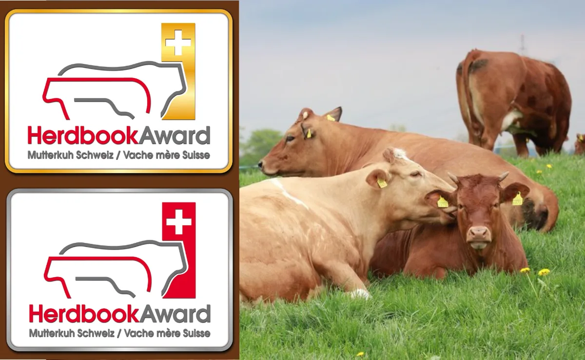 herdbook-awards Fleischrinder mit starker Lebensleistung mit Herdbook-Award 2021 ausgezeichnet