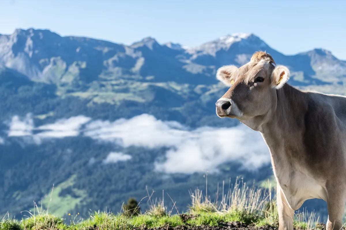 Alp_Meder_Print-5584 Klimaneutrale Landwirtschaft Graubünden: Ein erster Meilenstein ist geschafft