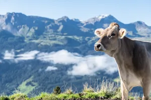 Graubünden - hier ein Bild der Alp Mäder im Prättigau - will der erste Kanton der Schweiz sein, der seine Lebensmittel klimaneutral produziert.