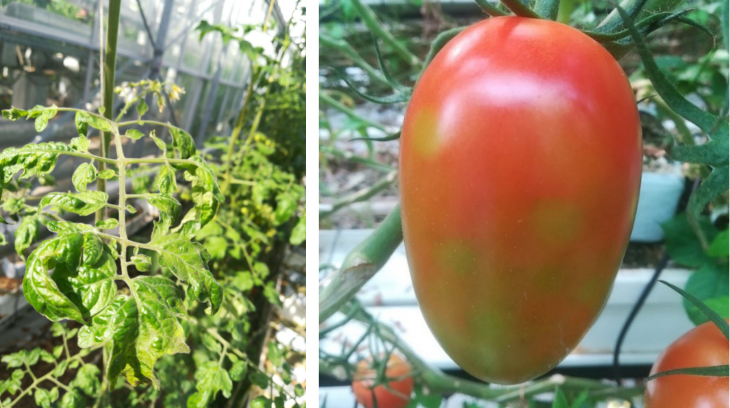 Tomato brown rugose fruit virus (ToBRFV oder Jordanvirus): Symptome, Übetragungswege und Bekämpfung