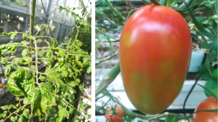 jordanvirus Tomato brown rugose fruit virus (ToBRFV oder Jordanvirus): Symptome, Übetragungswege und Bekämpfung