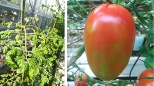 Die Blätter befallener Tomatenpflanzen wölben sich auf, die Früchte reifen nicht richtig aus oder zeigen rundliche, gelbe Flecken.