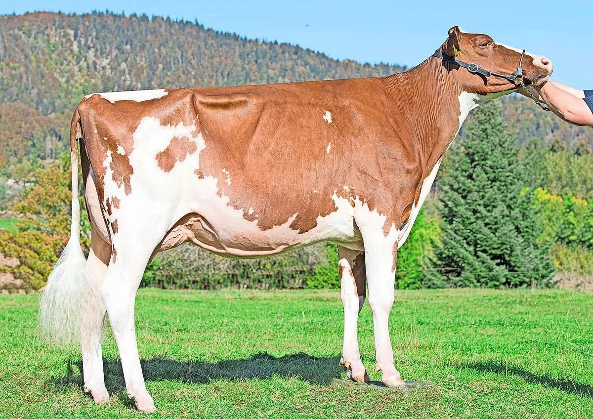 Red-Holstein-Kuh Juju: Ein erfolgreiches Geburtstagsgeschenk