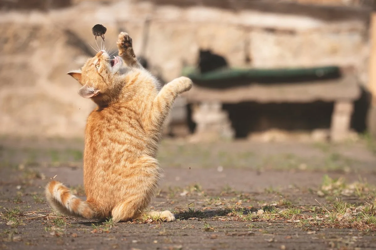 DG_23-03_PB4-katze-adobe-stock Mäuse bekämpfen lohnt sich finanziell