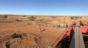 Weil es auf einer der drei Farmen meiner Familie nicht genug Futter für alle Rinder haben wird, verladen und karren wir eine Ladung in die 800 Kilometer entfernte Farm im Staat Queensland.