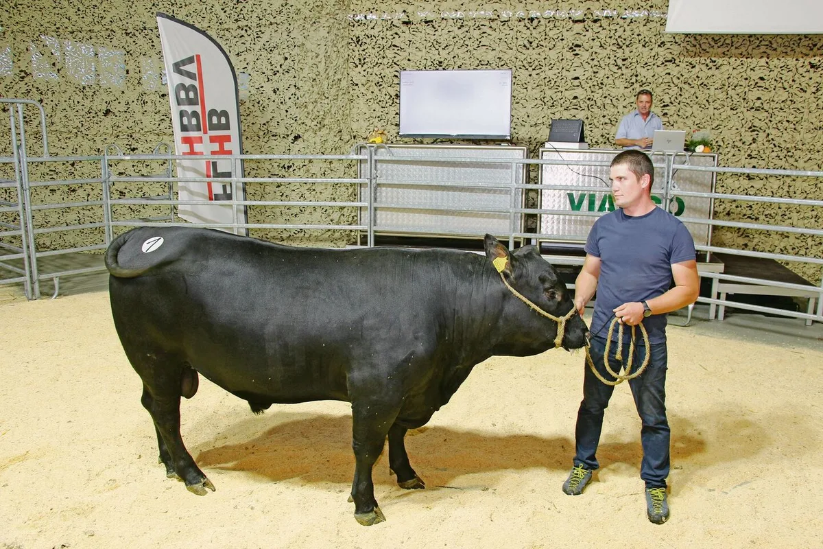 Der Stier 3D Crabbe vom Züchter Hervé Despond aus Dizy VD war Angus-Champion. Mit Fr. 8400.– war er der teuerste Angus und teuerste Stier des Tages.