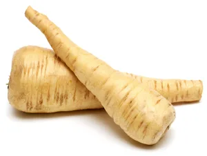 Pastinaken Sehen aus wie weisse Rüben, schmecken ähnlich wie Sellerie oder Kartoffeln: Pastinaken. (Bild VSGP)