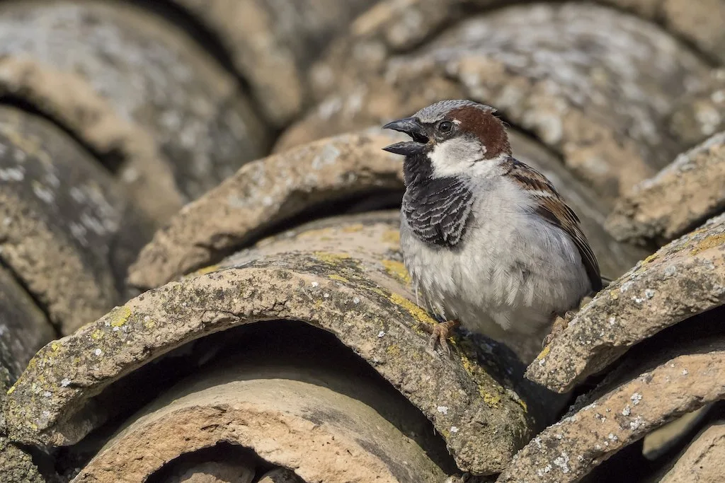 Was tun, wenn ein Vogelnest im Weg ist?