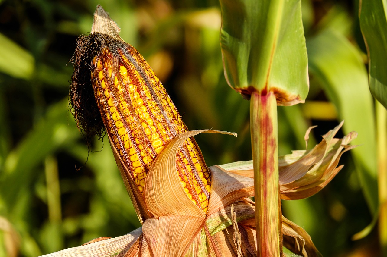 Am Agroscope-Standort Reckenholz darf der Versuch durchgeführt werden. (Symbolbild/Pixabay)