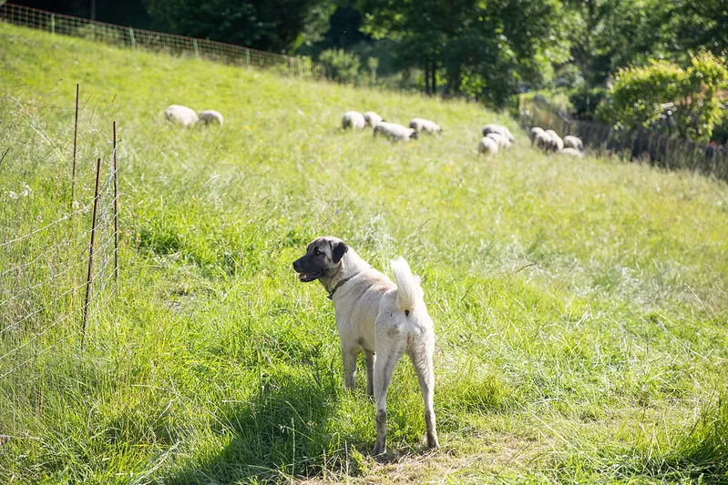 wallis_HSH Zu wenig Herdenschutzhunde – Wallis entwickelt eigenes Programm