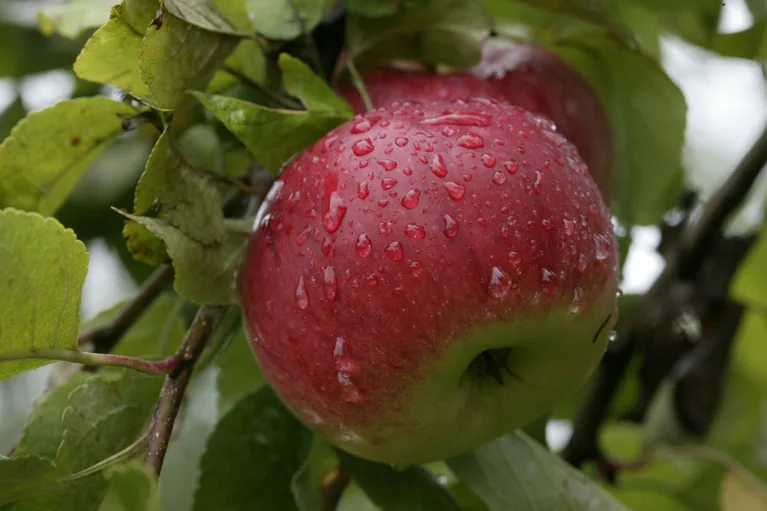 2fb34ad0b8437a7ee69c2ef6d1ec0f0f832d126f Eine aromatische Sorte aus dem 19. Jahrhundert: Albrechtsapfel. (Bild Markus Zuber)