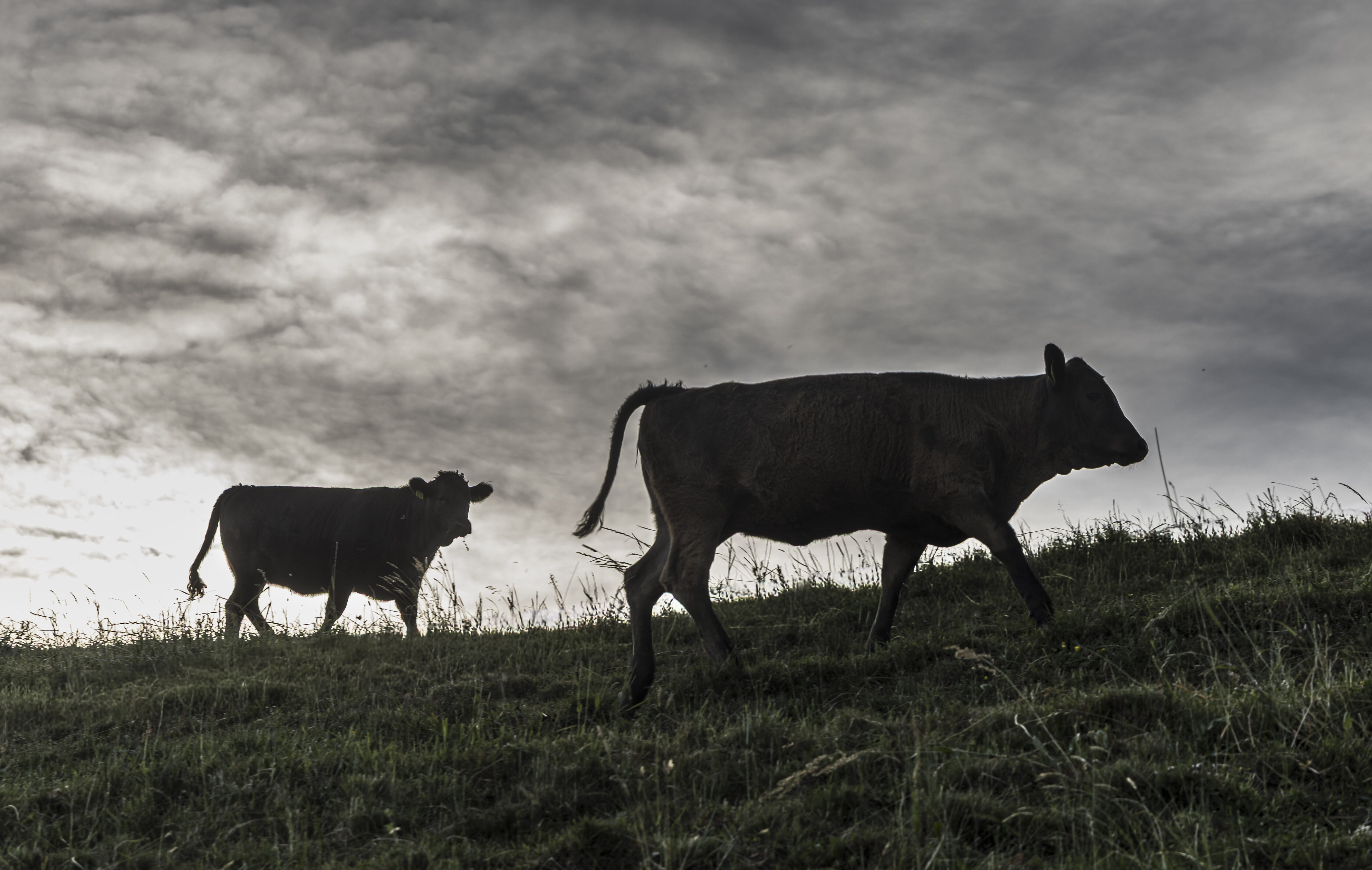 Dunkle Wolken über der tierischen Produktion: Rechnet man das Zukunftsbild 2050 durch, sinkt der Tierbestand um einen Drittel. In der AP30+ kommt dieser Umbau nicht vor.