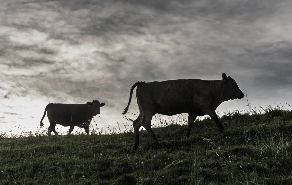 MBO_1171.jpg Dunkle Wolken über der tierischen Produktion: Rechnet man das Zukunftsbild 2050 durch, sinkt der Tierbestand um einen Drittel. In der AP30+ kommt dieser Umbau nicht vor.