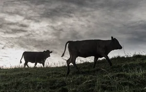 Dunkle Wolken über der tierischen Produktion: Rechnet man das Zukunftsbild 2050 durch, sinkt der Tierbestand um einen Drittel. In der AP30+ kommt dieser Umbau nicht vor.
