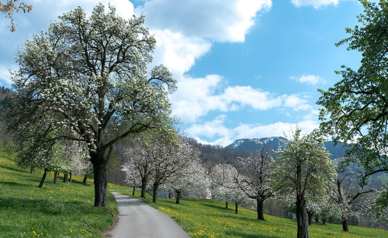 Schweizer Brennereien machen sich für Hochstämmer stark