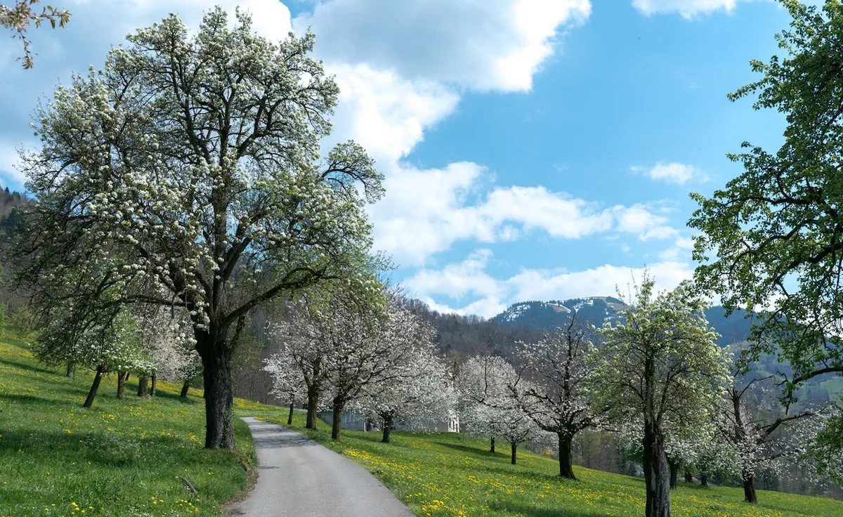 bluehender_Hochstammbaum Schweizer Brennereien machen sich für Hochstämmer stark