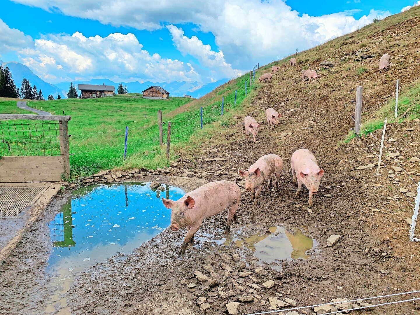 Freilandschweine auf Alpen: Ordnung oder Unordnung?