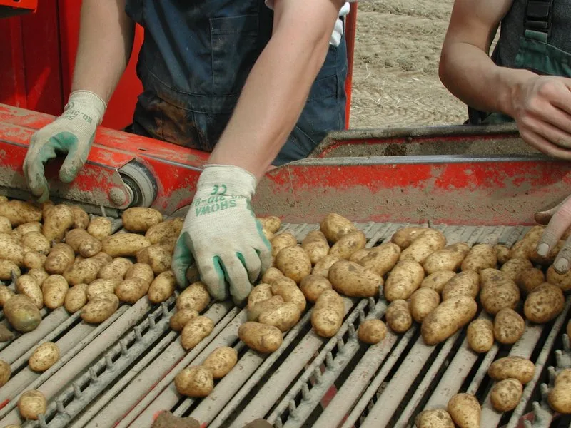 86a1a80b5d32509ad741f604a5d4fd61e6d919b3 Der Bruttoertrag liegt über alle Segmente gesehen mit 377 Kilogramm je Are tiefer als im Vorjahr, als der Ertrag bei 403 Kilogramm lag. (Symbolbild BauZ)