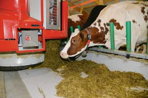 Ein Fütterungsroboter beim Verteilen des Futters. Er orientiert sich einfach an seiner Umgebung, am Fressgitter oder dem Nackenrohr. (Bild ak)