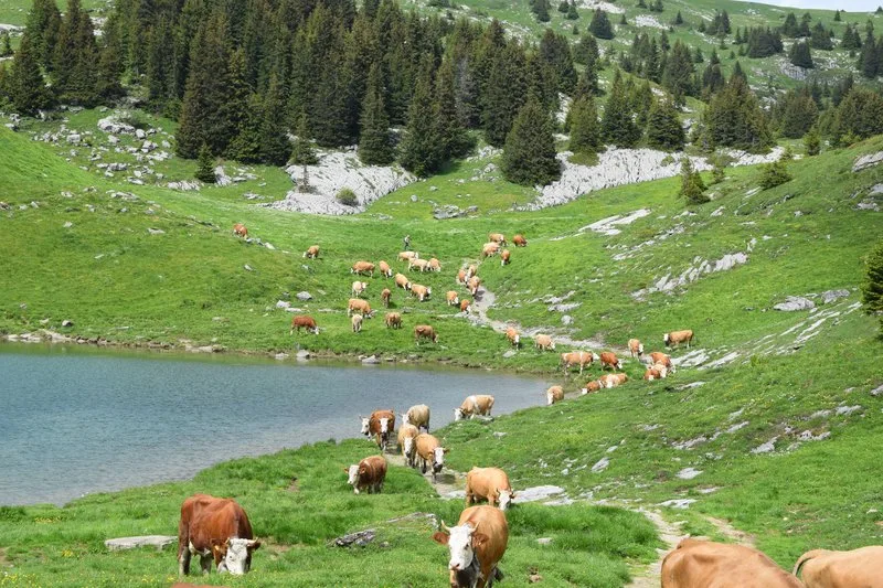 c9773a026b635f0c546a4c6198decec4dacd040d Die Berggebiete sind grundsätzlich zufrieden mit der AP 22+. (Bild Fankhauser Peter Fankhauser)