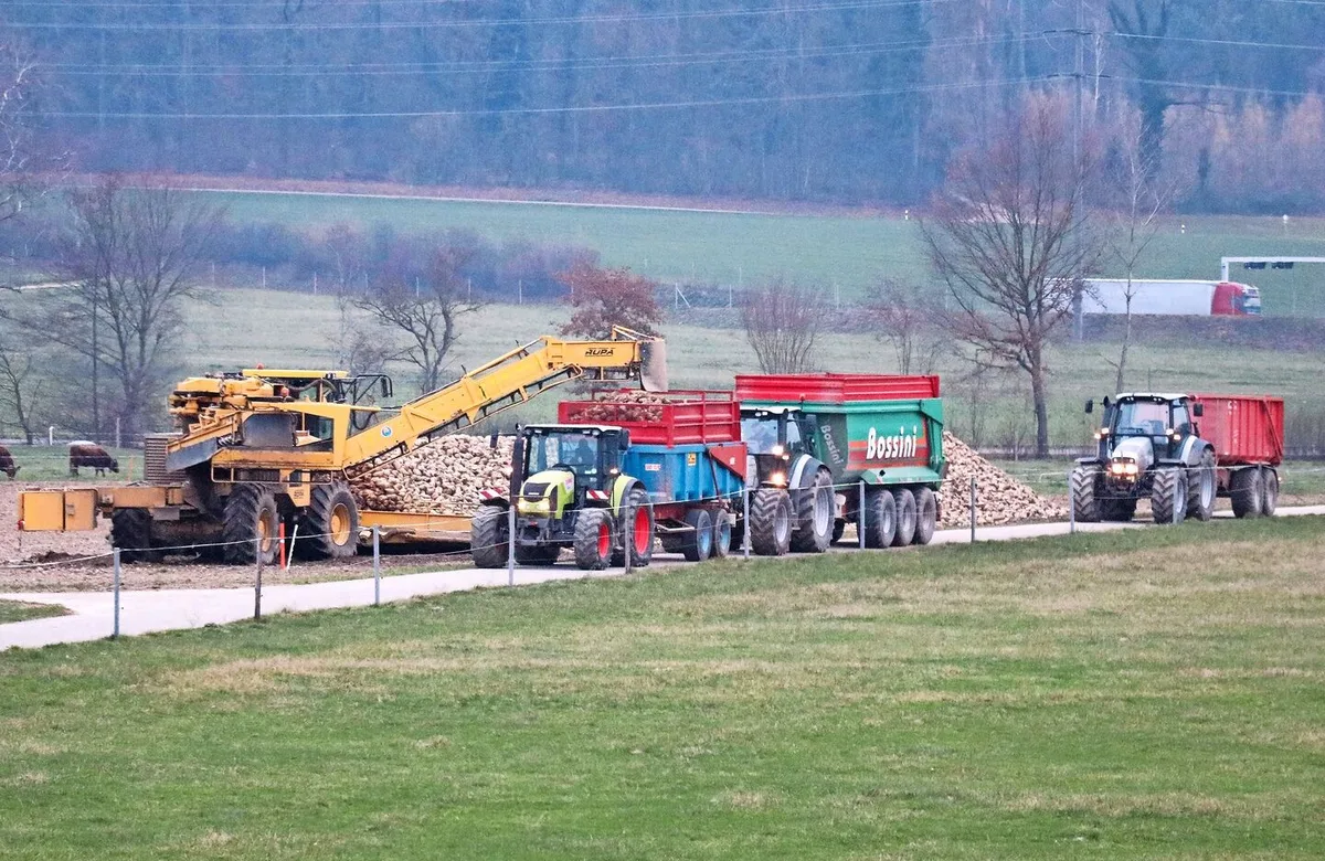 Bombastische Erträge, ein erfolgreiches Zuckerrübenjahr