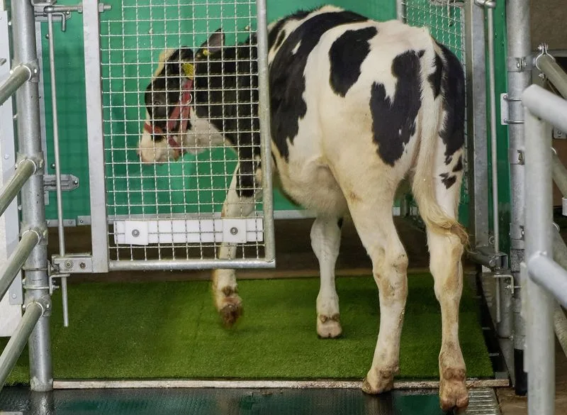 1181c8893bf2b992794e51a5c6d153fde60bf04a Blick in die Zukunft: Ein Rind geht auf die Toilette. (Bild FBN)