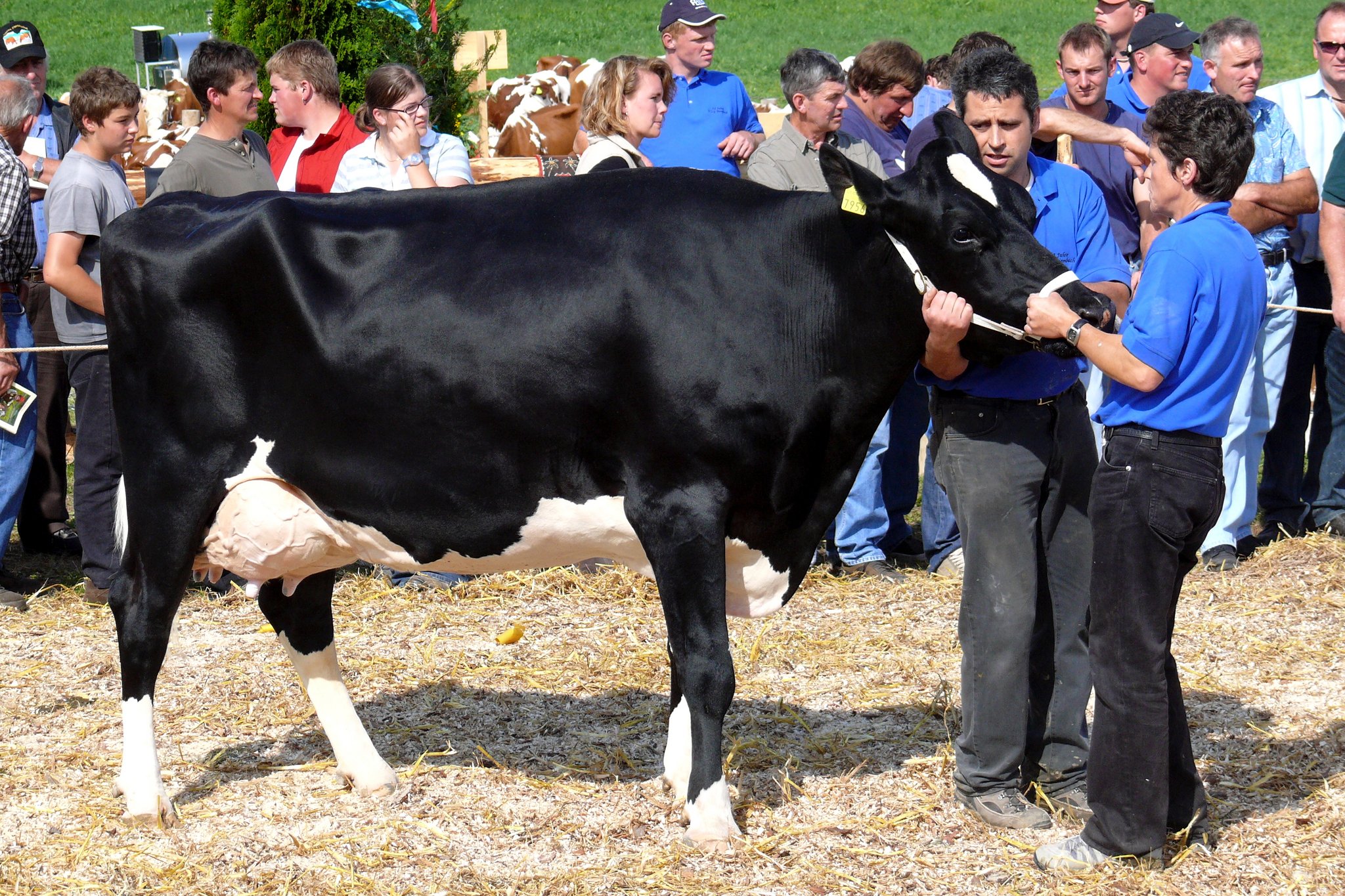 Die schönsten Emmentaler Kühe, welche diesen Frühling an den Beständeschauen präsentiert werden sind gesucht. (Bild pf)