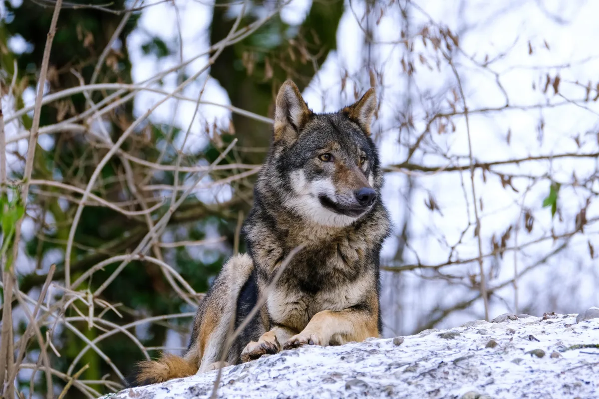 wolf_nicky Die teilrevidierte Jagdverordnung ermöglicht bei unmittelbarer Gefahr sofortigen Wolfsabschuss