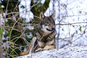 Die Lösungsvorschläge auf Ebene Verordnung sollen die Situation mit Wölfen in der Schweiz entschärfen, bis ein revidiertes Jagdgesetz in Kraft tritt.