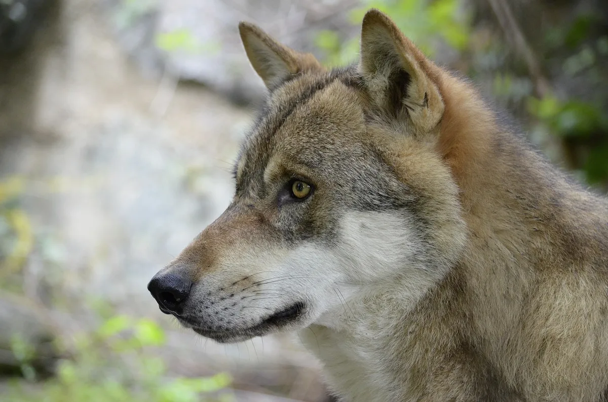 0205d3c1fd20a54213f0e0dfe020acadda5a40db Was die vorgesehenen Regelungen für den Herdenschutz angeht, ist kaum eine Partei ganz zufrieden. (Bild Wildfaces / Pixabay)