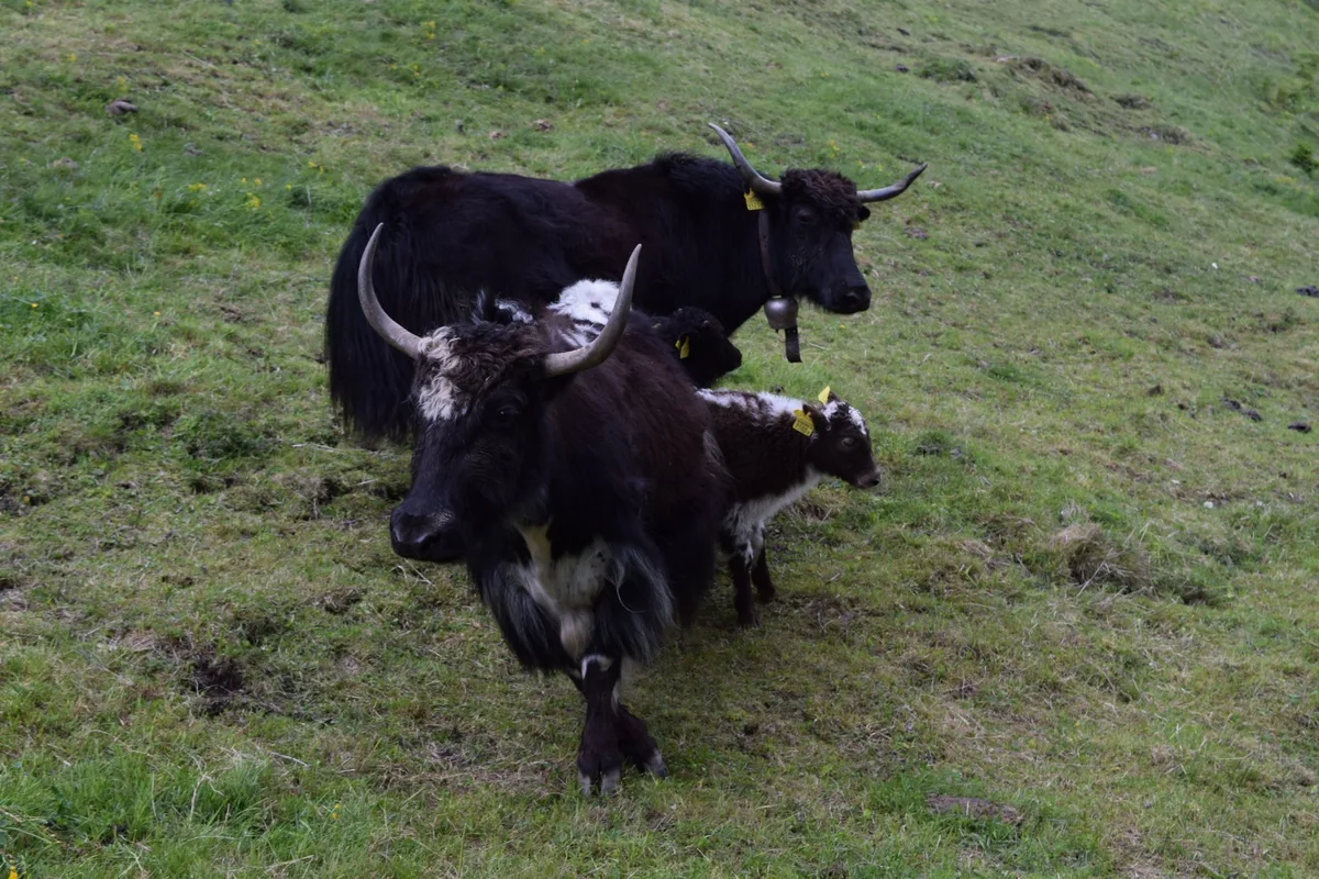 DSC_0426 Zwei tote Yaks im Gebiet Mullern gefunden