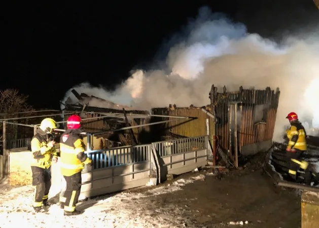d6a894630a7162bd8bd6ebf0ef299931 Trotz dem Einsatz der Feuerwehr Hundwil und Herisau konnten die 200 Mastschweine nicht mehr gerettet werden. (Bild Kantonspolizei AR)