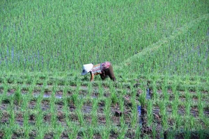 Nur ein kleiner Teil der Importe aus Indonesien seien Agrar- oder forstwirtschaftliche Produkte. Im Gegensatz zu den Pflanzenschutz-Initiativen sei das Freihandelsabkommen daher keine Bedrohung für die Schweizer Landwirtschaft – aber eine Chance für das inländische Gewerbe. (Bild cp1983 /Pixabay)